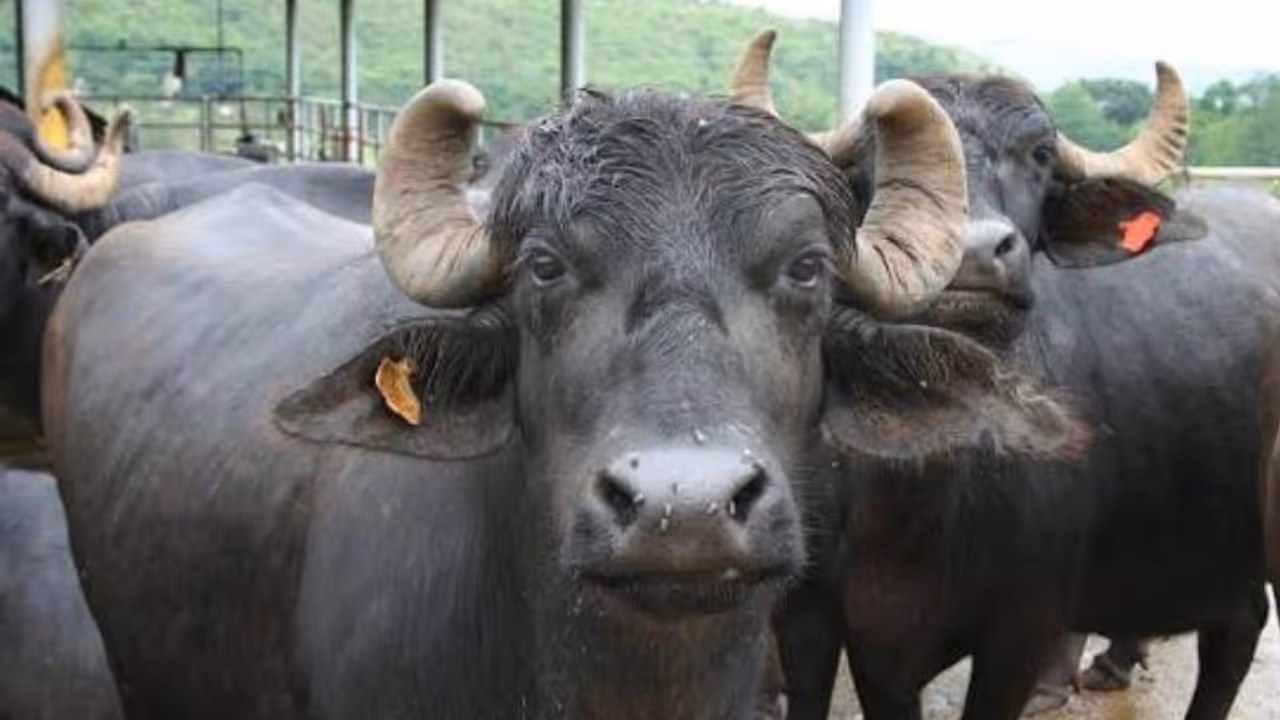 ಕೋಣಗಳ ವೀರ್ಯದಾನ ಕೋಣಗಳ ವೀರ್ಯದಾನ