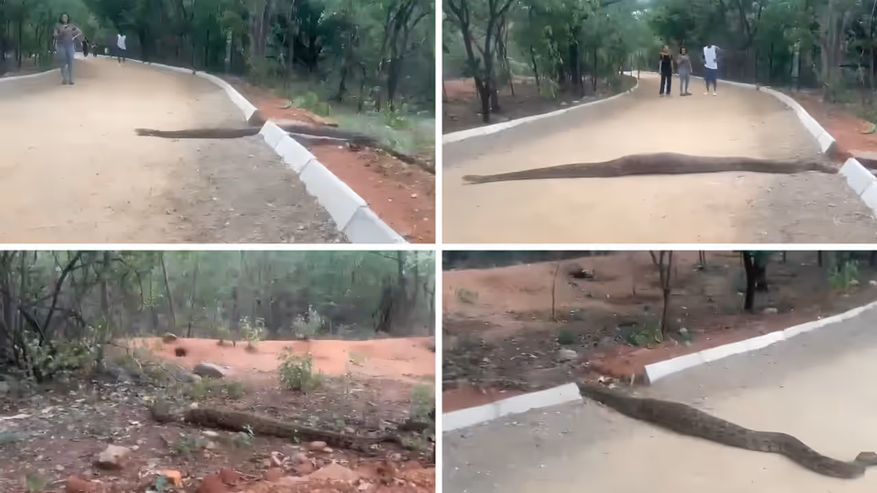 Viral video captures rare wildlife moment in Hyderabad Viral video captures rare wildlife moment in Hyderabad