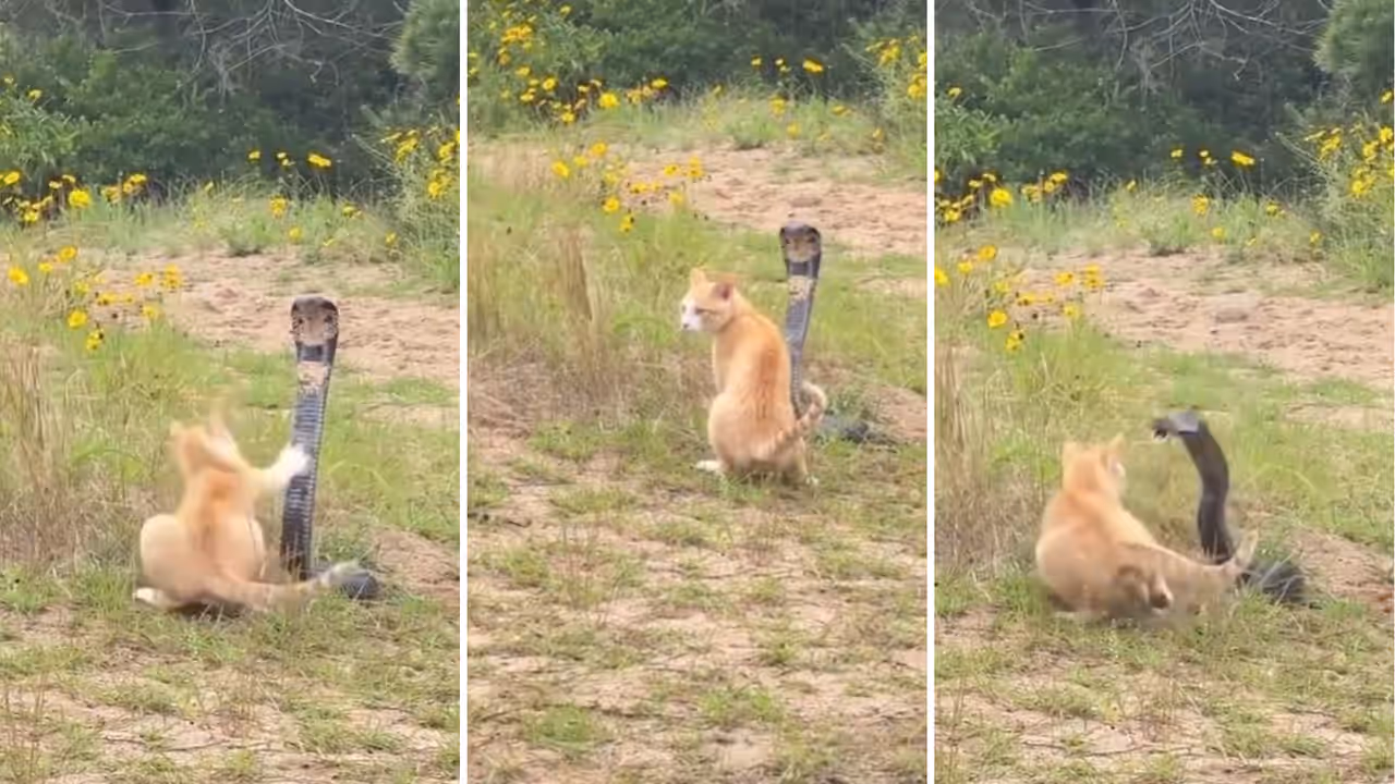 Cat vs Cobra: Cat refuses to back down Cat vs Cobra: Cat refuses to back down