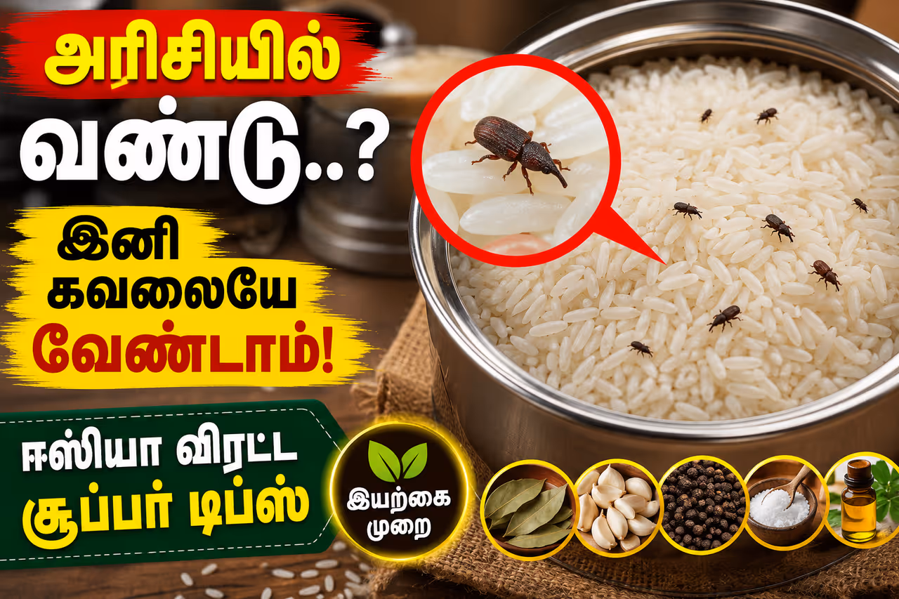அரிசியில் வண்டு வருகிறதா..? அரிசியில் வண்டு வருகிறதா..?