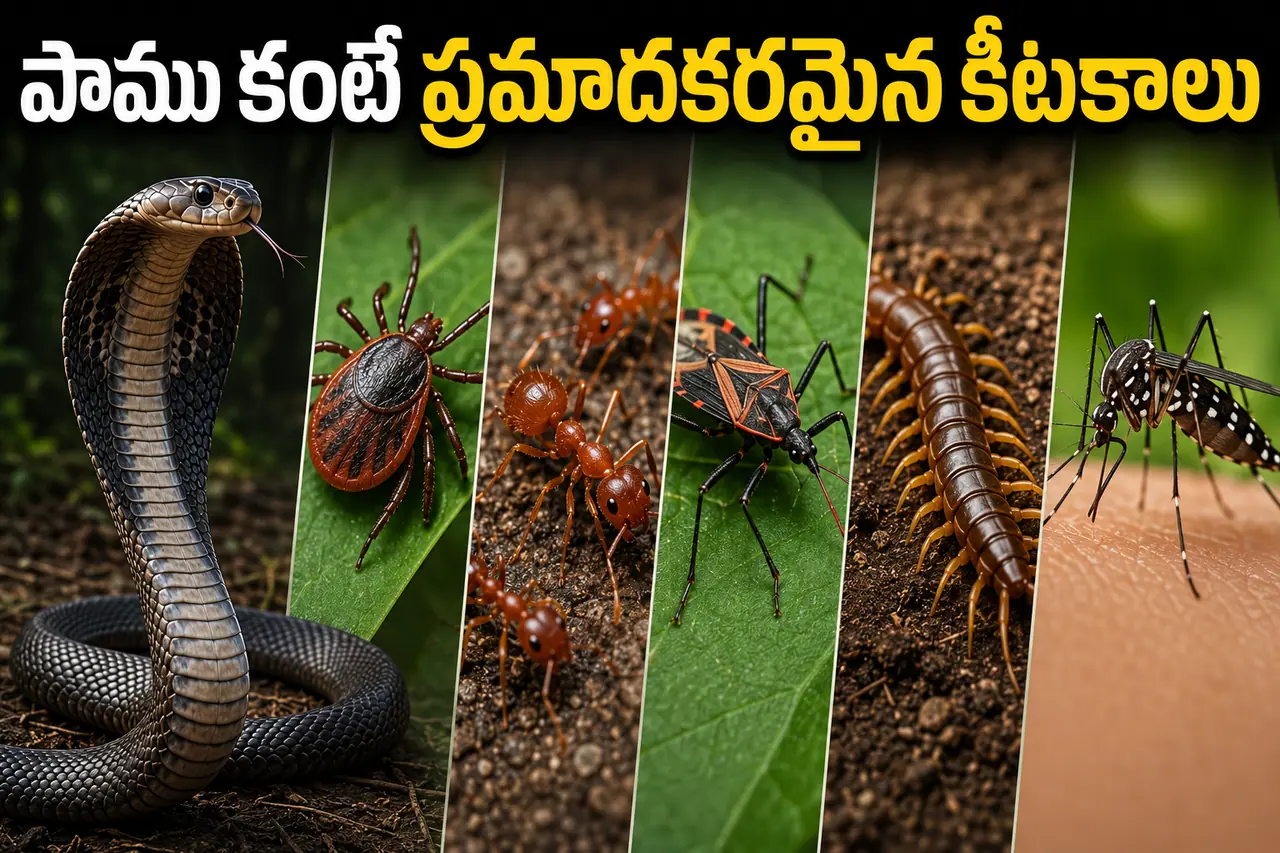 చిన్న పురుగులు... చిన్న పురుగులు...