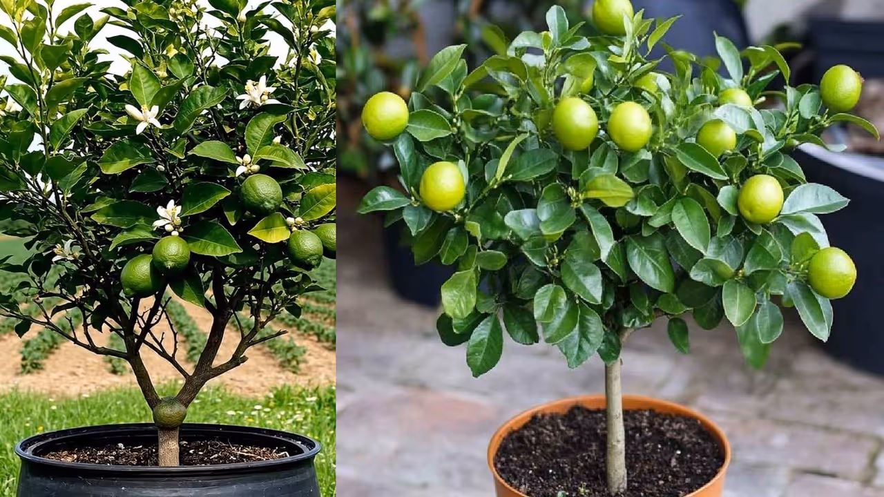 Say yes to monsoon gardening! Say yes to monsoon gardening!