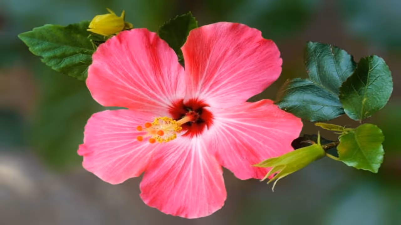 Hibiscus (Jaswand) Hibiscus (Jaswand)