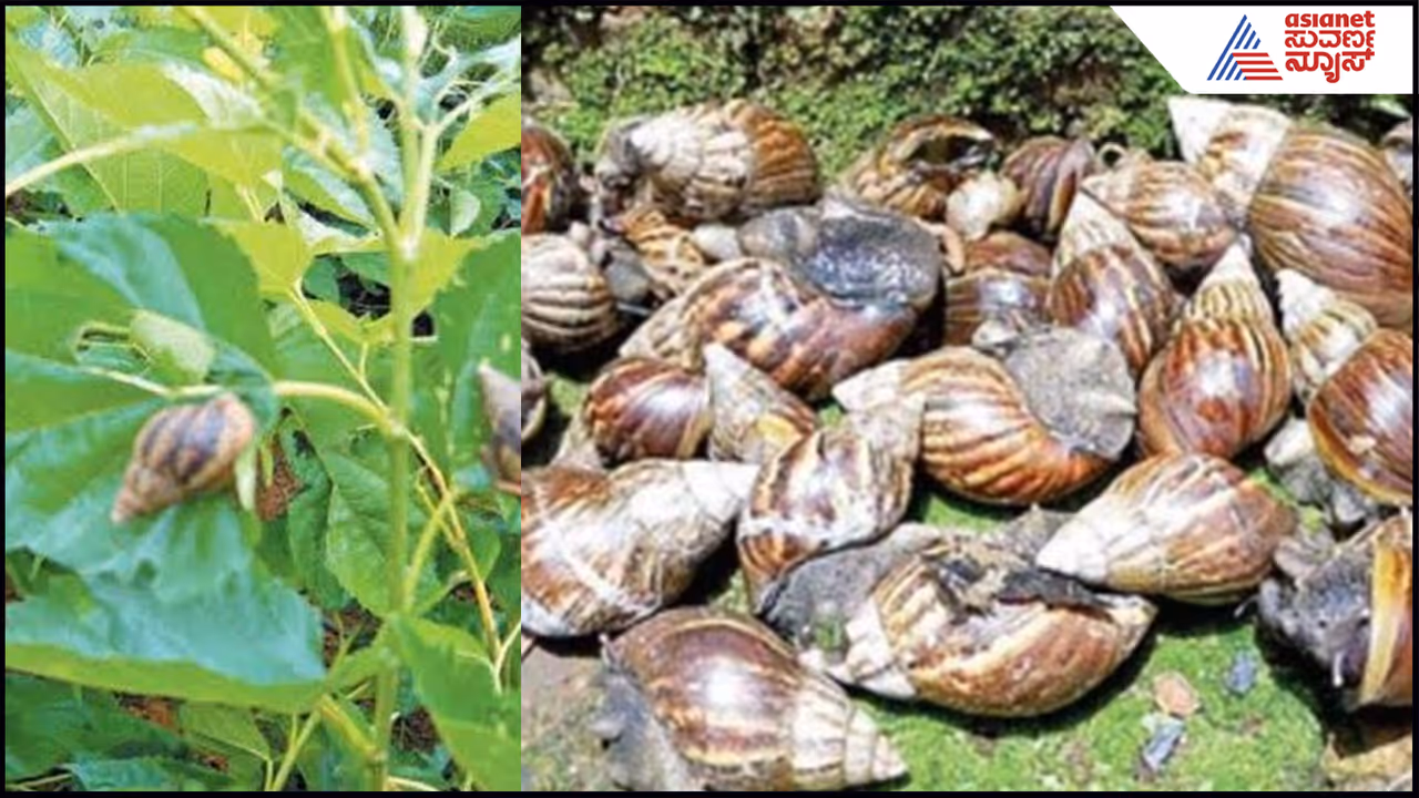 ಗಿಡ ಬೆಳೆಸೋದು ಸುಲಭವಲ್ಲ ಗಿಡ ಬೆಳೆಸೋದು ಸುಲಭವಲ್ಲ