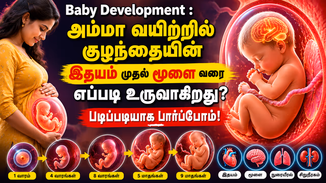 முதல் சில வாரங்கள் : செல்களின் அற்புதப் பெருக்கம் முதல் சில வாரங்கள் : செல்களின் அற்புதப் பெருக்கம்