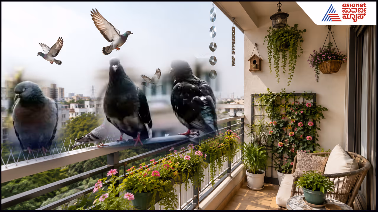 The pigeon problem is real. The pigeon problem is real.