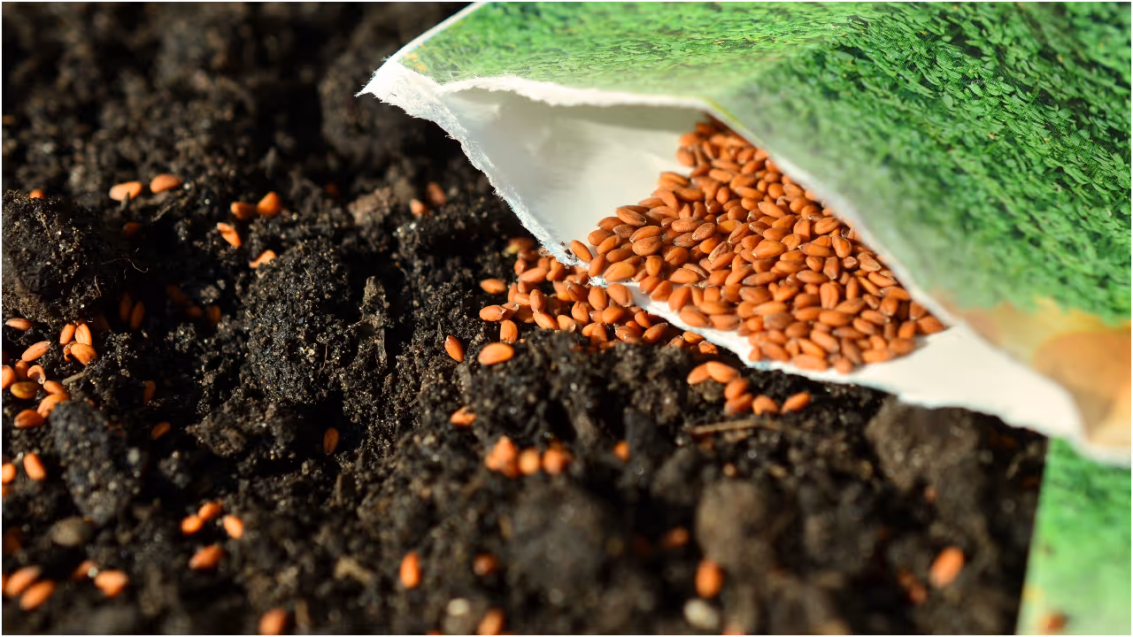 ആശാളി വിത്തുകൾ (Garden Cress Seeds) ആശാളി വിത്തുകൾ (Garden Cress Seeds)