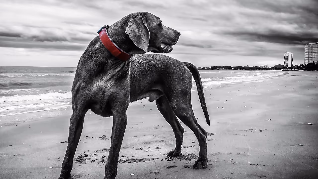 The amazing power of a dog's nose The amazing power of a dog's nose