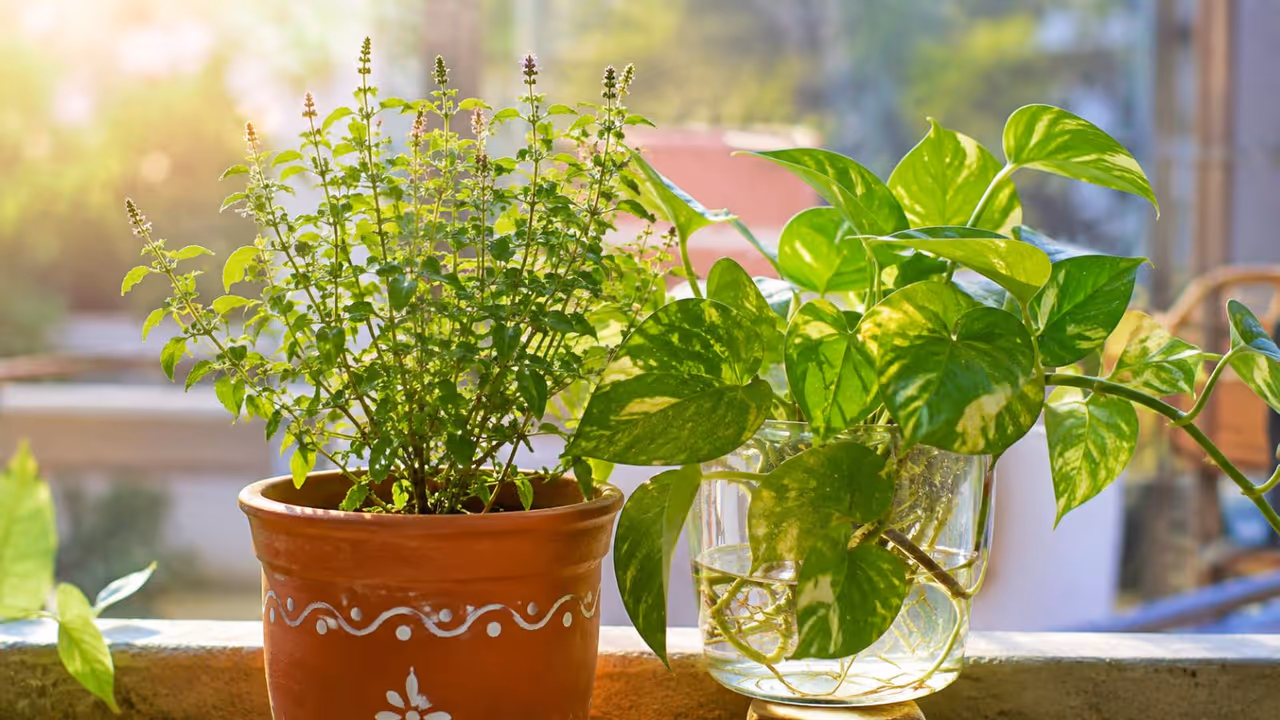 How to grow Tulsi at home? How to grow Tulsi at home?