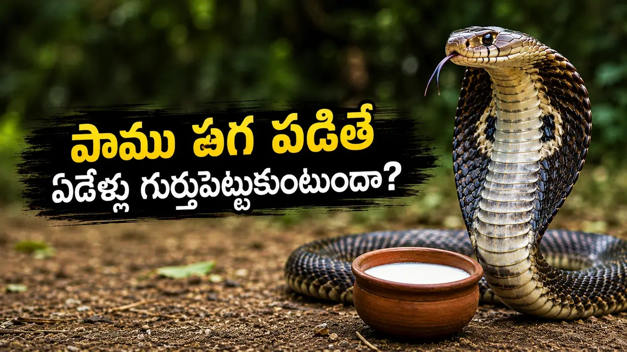 పాముకి పాలు పోస్తే ఏమవుతుందో తెలుసా? మైండ్ బ్లాక్ చేసే సైంటిఫిక్ నిజాలు పాముకి పాలు పోస్తే ఏమవుతుందో తెలుసా? మైండ్ బ్లాక్ చేసే సైంటిఫిక్ నిజాలు