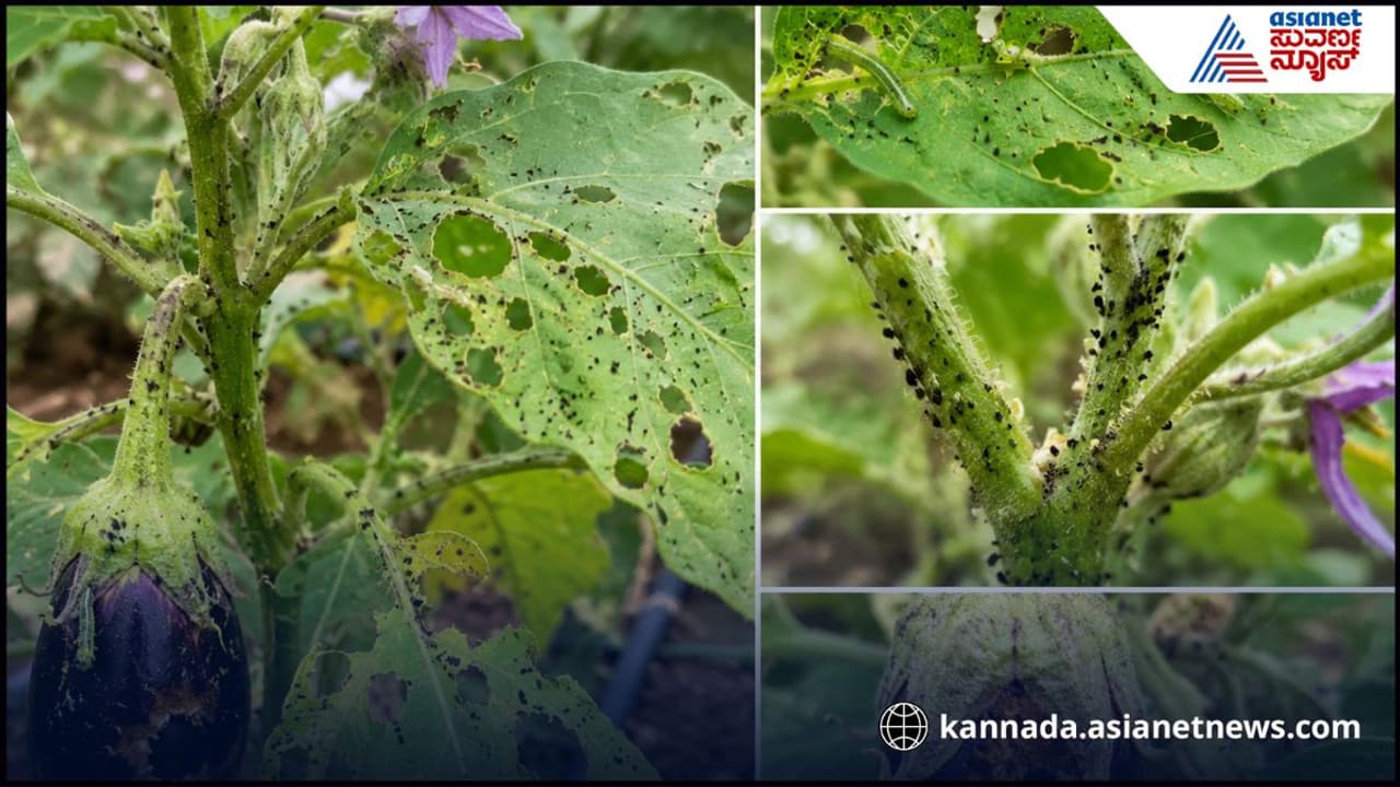 ಸೋಪಿನ ನೀರು ಸೋಪಿನ ನೀರು