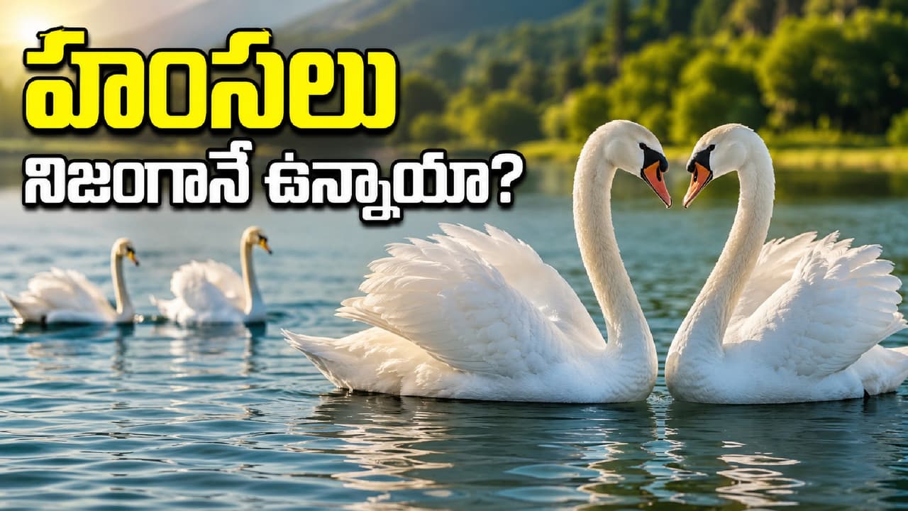 హంసలు ఉన్నాయా? హంసలు ఉన్నాయా?