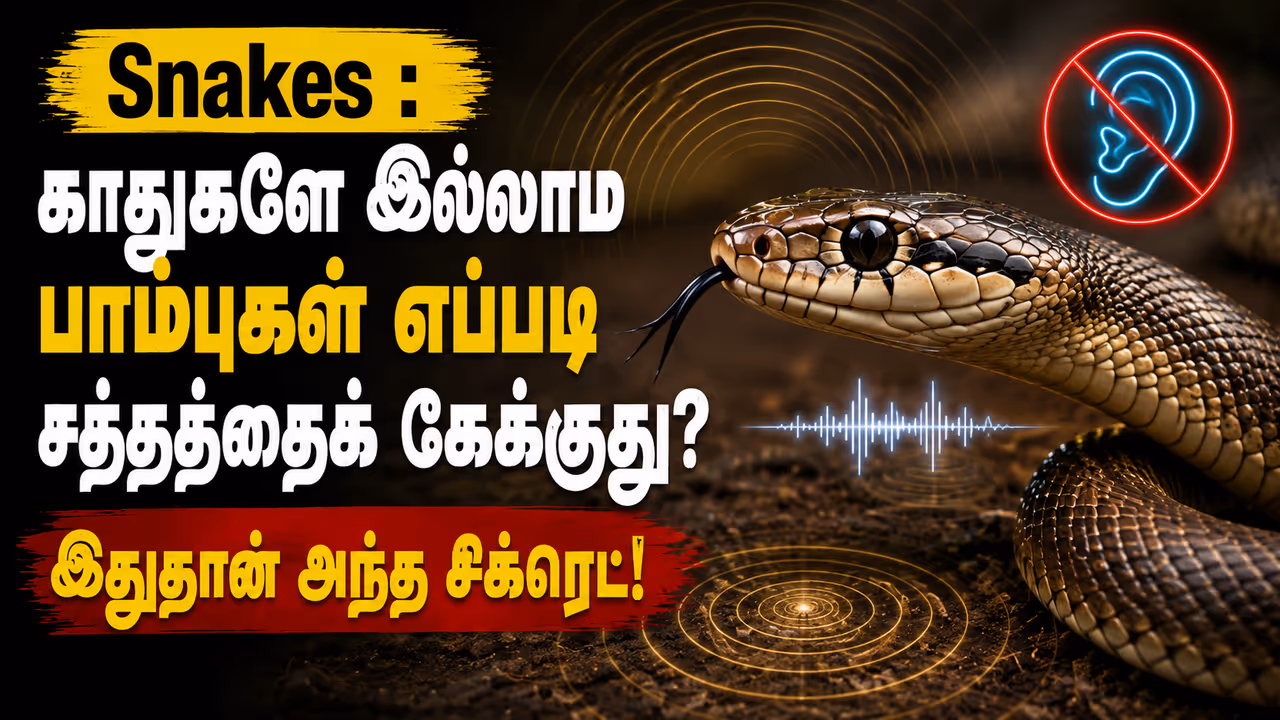பாம்புகளுக்கு உண்மையில் காதுகள் இல்லையா? ஒலிகளை எவ்வாறு உணர்கின்றன? பாம்புகளுக்கு உண்மையில் காதுகள் இல்லையா? ஒலிகளை எவ்வாறு உணர்கின்றன?