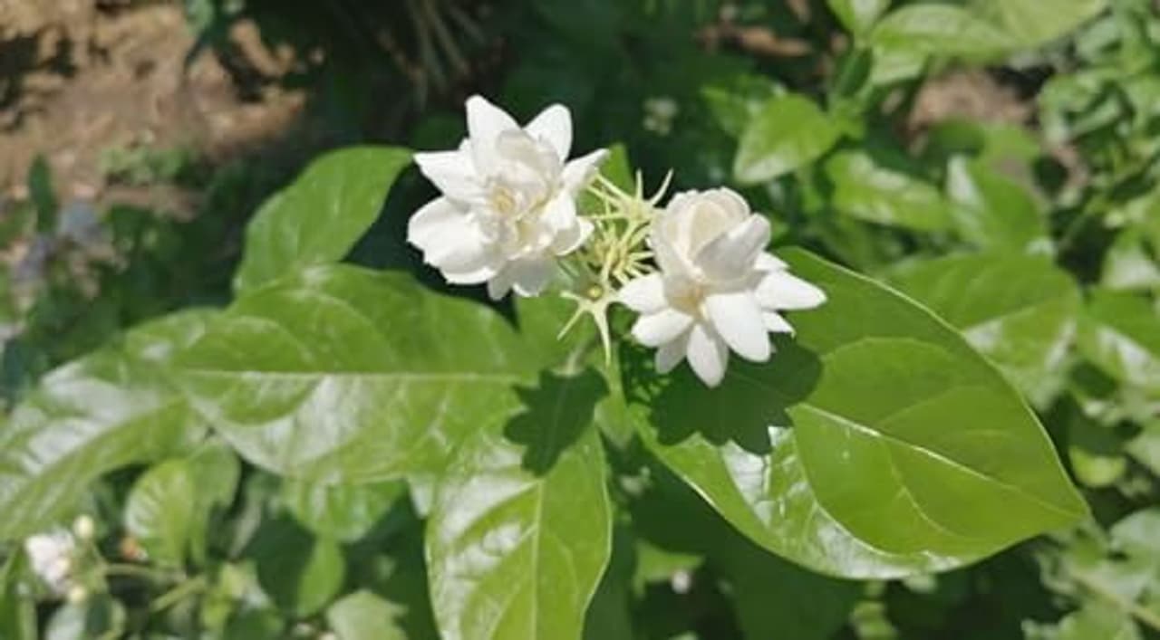 Plants that heal you! Plants that heal you!