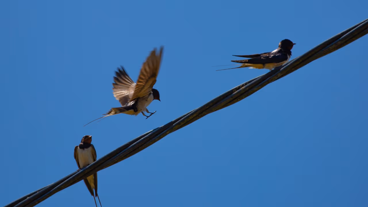 Birds Birds