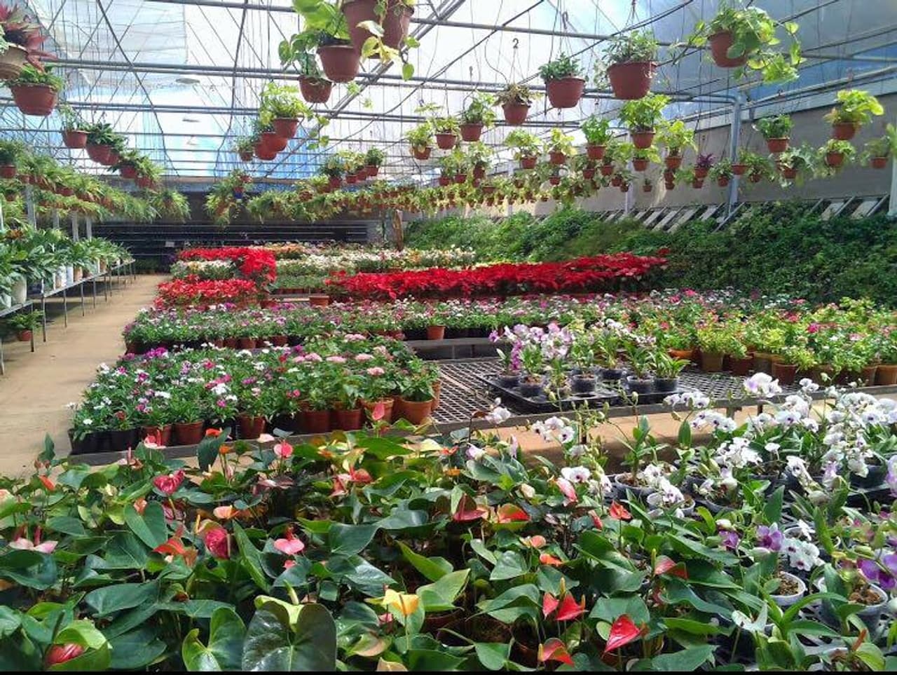 7 Best Plant Nurseries in Bangalore to Build Your Dream Home Garden 7 Best Plant Nurseries in Bangalore to Build Your Dream Home Garden