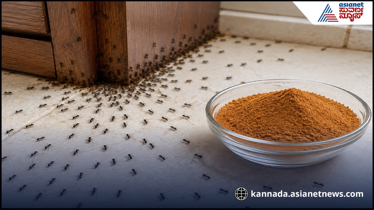 ಇರುವೆಗಳ ಕಾಟಕ್ಕೆ ದಾಲ್ಚಿನ್ನಿಯೇ ಮನೆಮದ್ದು! ಇರುವೆಗಳ ಕಾಟಕ್ಕೆ ದಾಲ್ಚಿನ್ನಿಯೇ ಮನೆಮದ್ದು!