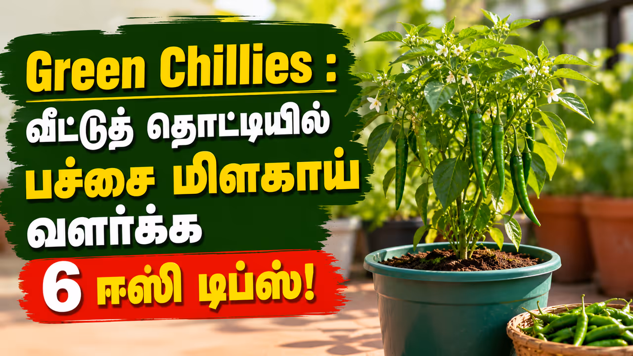 பெரிய தோட்டம் வேண்டாம் பெரிய தோட்டம் வேண்டாம்