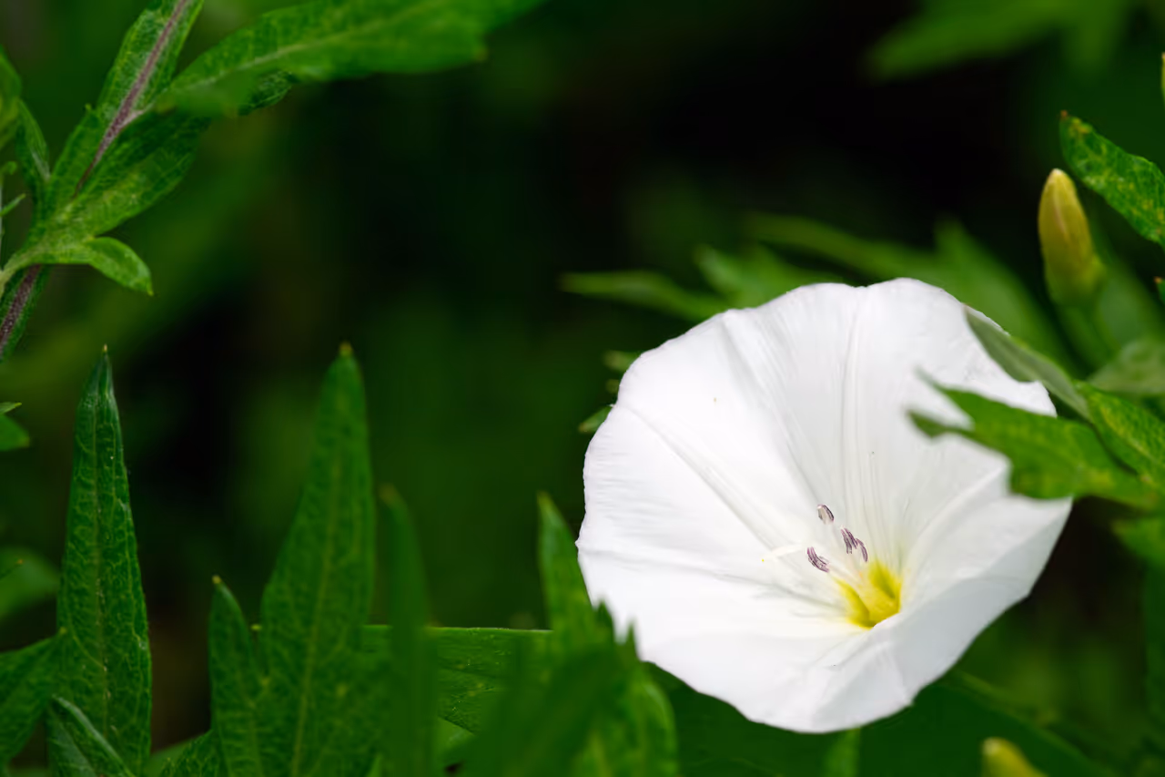 Moonflower Moonflower