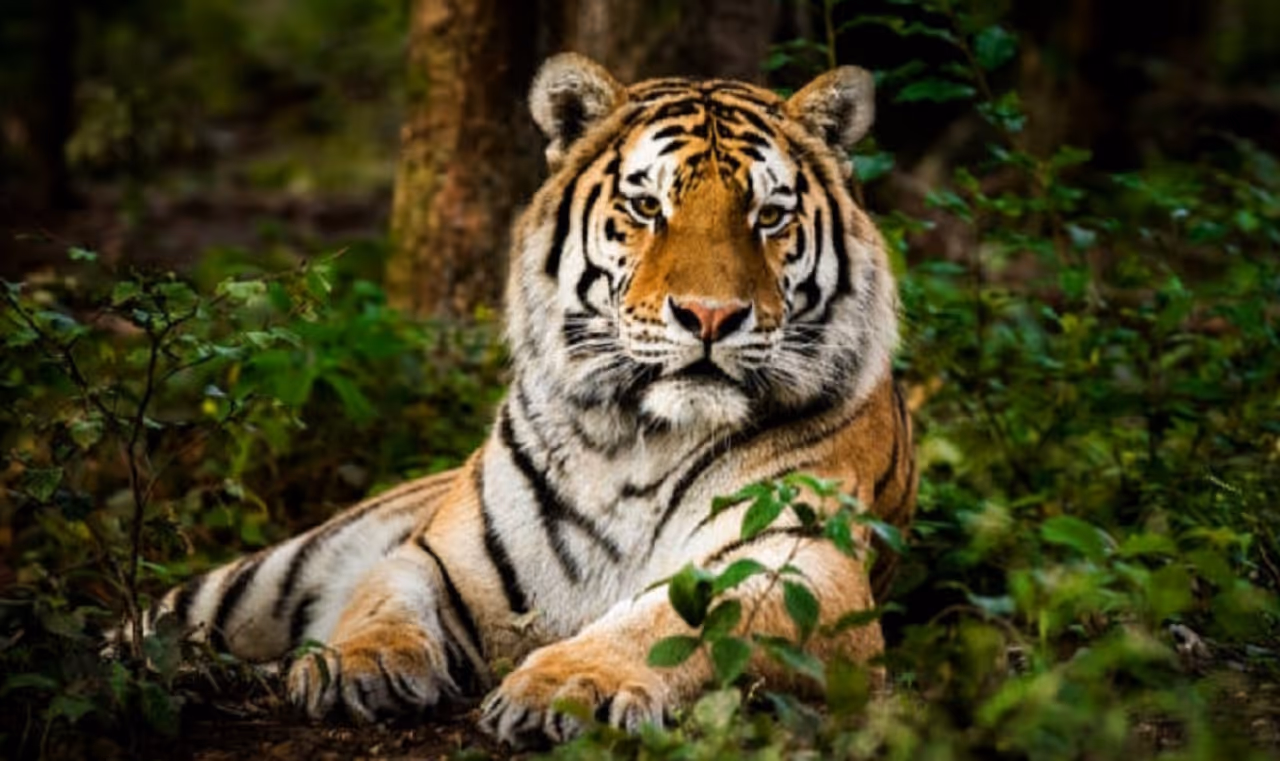 Significant Rise in Tiger Population Recorded in Chamarajanagar Significant Rise in Tiger Population Recorded in Chamarajanagar