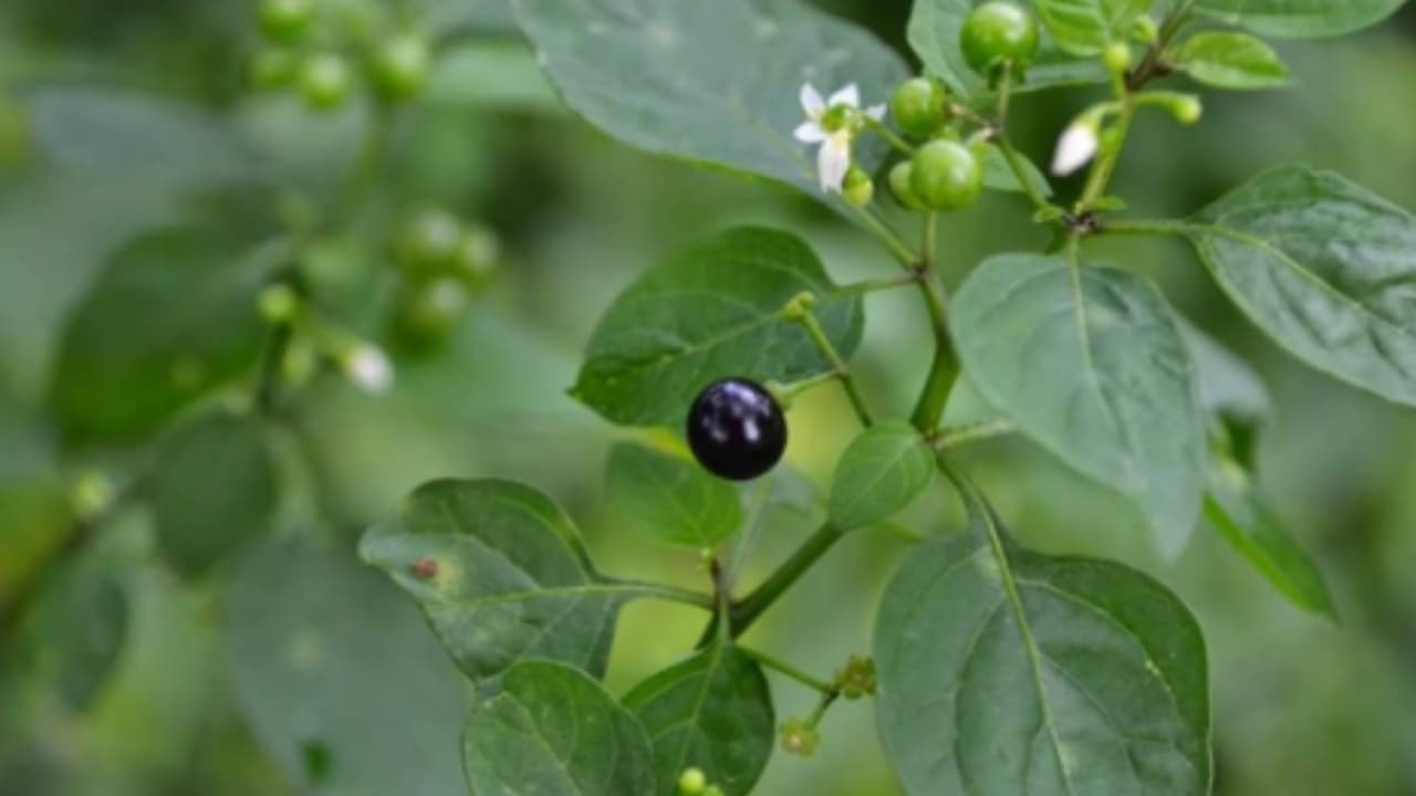 மணத்தக்காளி கீரை (manathakkali keerai) மணத்தக்காளி கீரை (manathakkali keerai)