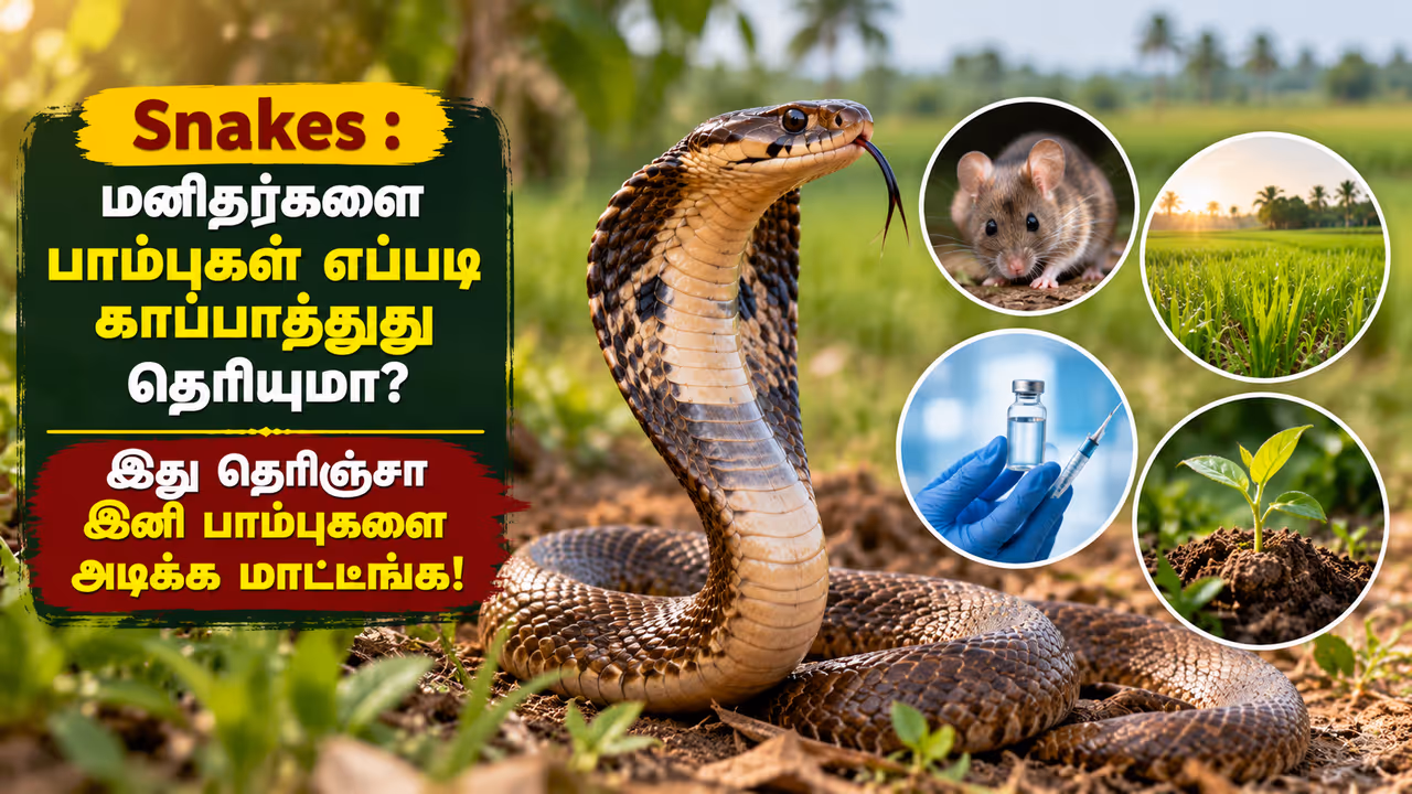 பாம்புகளின் முக்கியத்துவம் என்ன? பாம்புகளின் முக்கியத்துவம் என்ன?