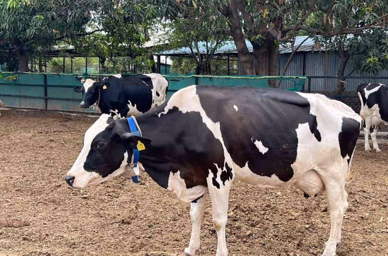 ಕಡಿಮೆ ಜಾಗದಲ್ಲಿ ಹೈನುಗಾರಿಕೆ ಕಡಿಮೆ ಜಾಗದಲ್ಲಿ ಹೈನುಗಾರಿಕೆ