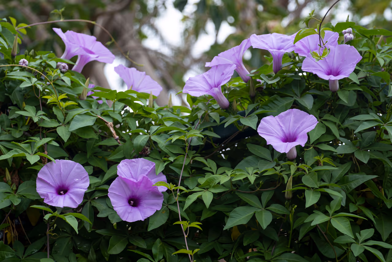 Bush Morning Glory Bush Morning Glory