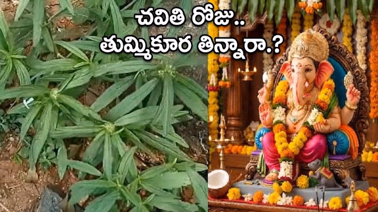 తుమ్మి కూరకు వినాయక చవితితో సంబంధం ఏంటి? తుమ్మి కూరకు వినాయక చవితితో సంబంధం ఏంటి?