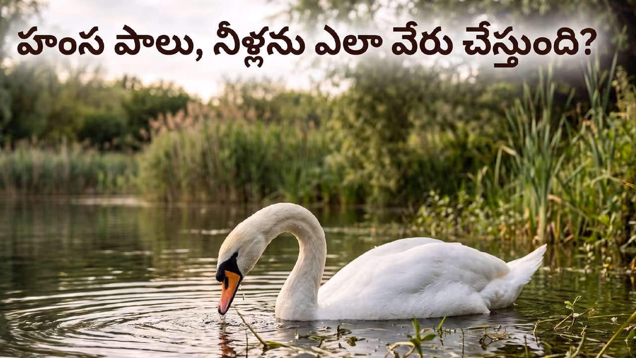 హంసలు పాలు తాగుతాయా? హంసలు పాలు తాగుతాయా?