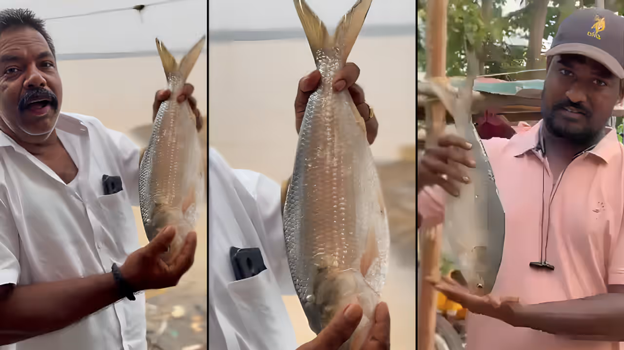 Pulasa fish buzz at Yanam market Pulasa fish buzz at Yanam market