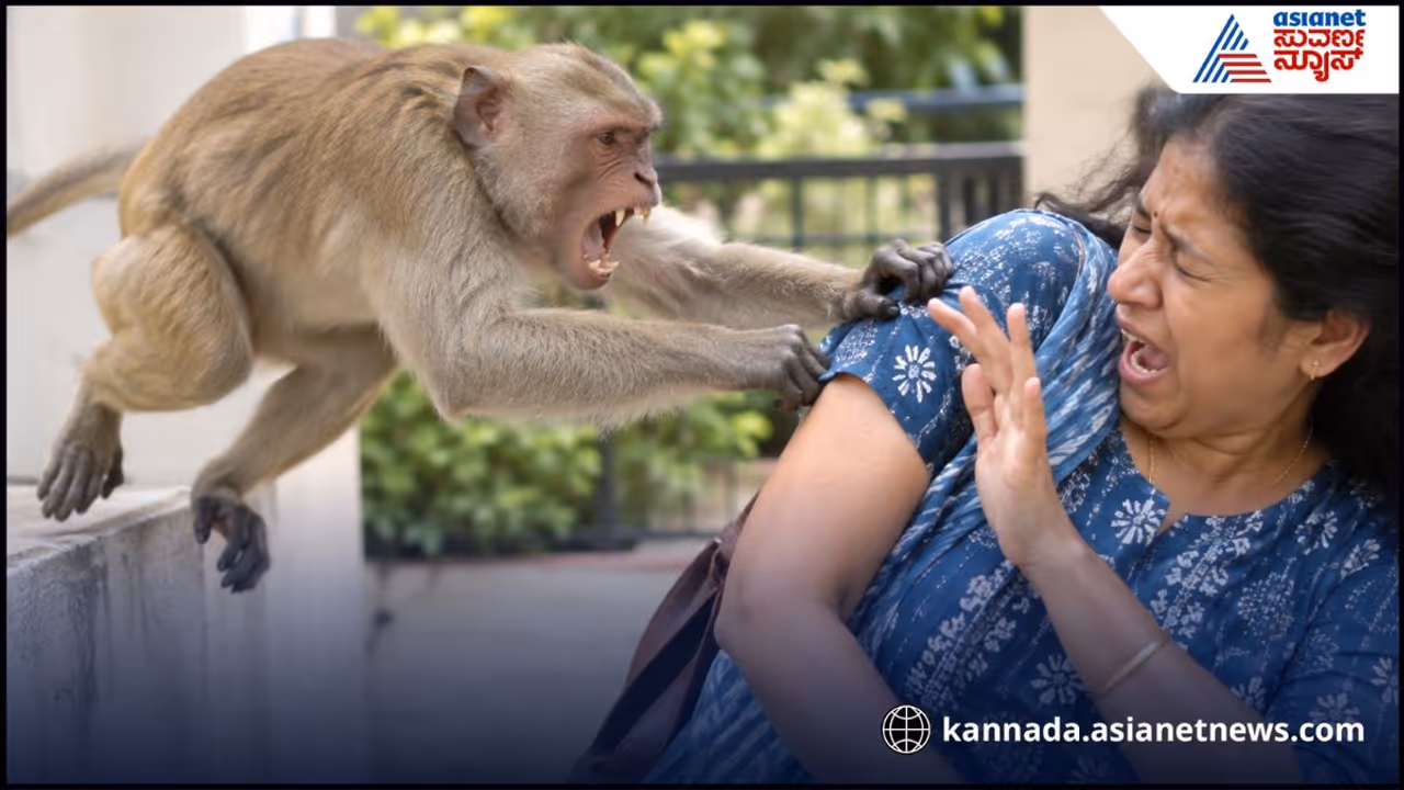ಮಂಗಗಳು ಯಾವುದಕ್ಕೆ ಹೆದರುತ್ತವೆ? ಮಂಗಗಳು ಯಾವುದಕ್ಕೆ ಹೆದರುತ್ತವೆ?