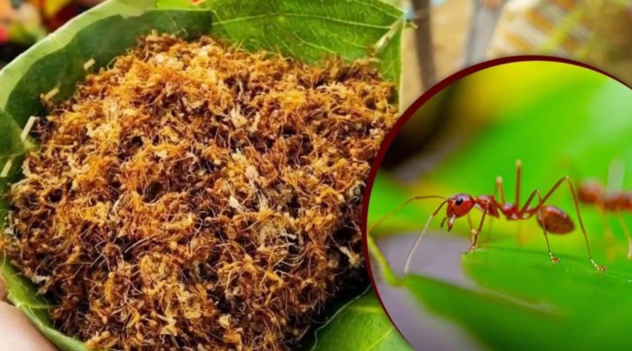 மரத்துல ஓடுற சிவப்பு எறும்பை பிடிச்சு சட்னியா? மரத்துல ஓடுற சிவப்பு எறும்பை பிடிச்சு சட்னியா?
