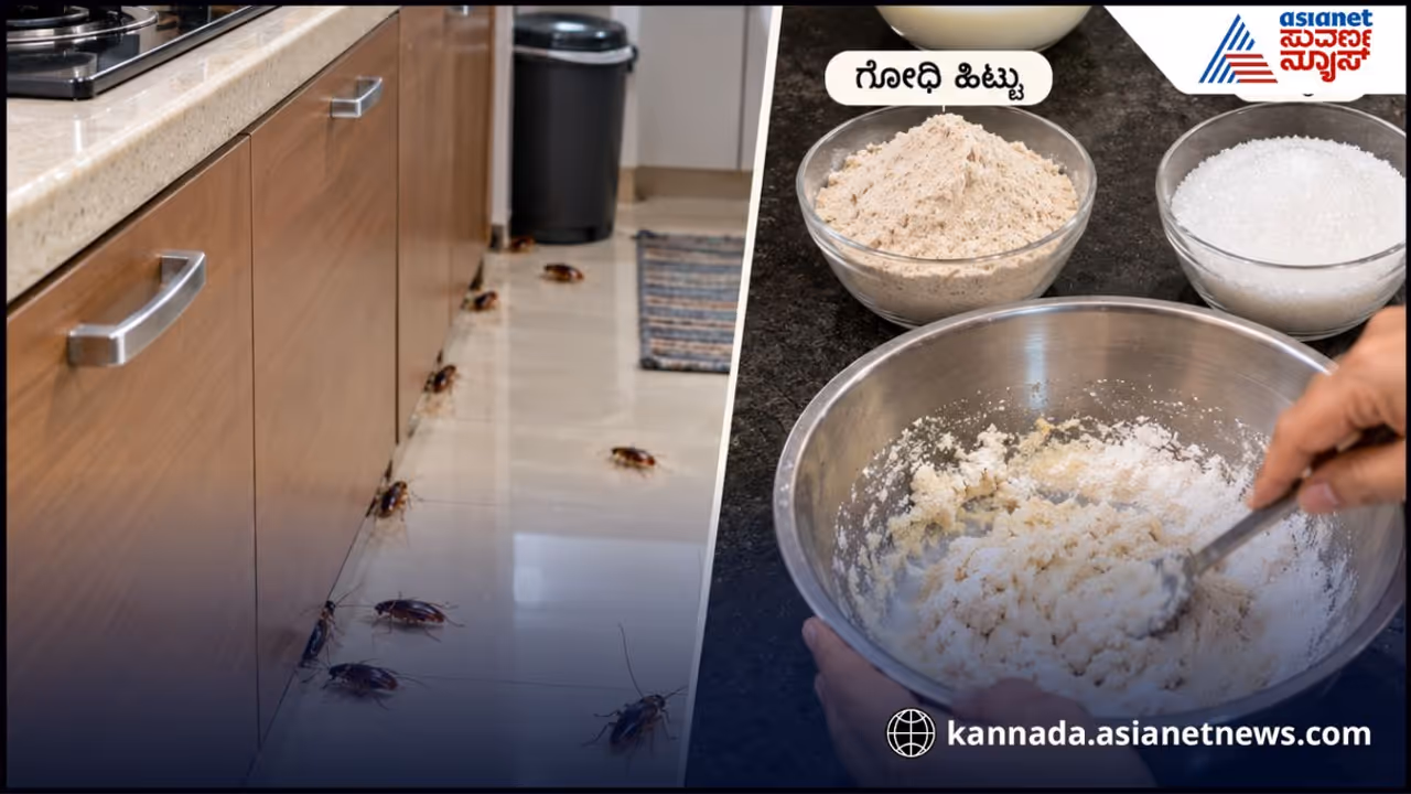 ಜಿರಳೆ ಕಾಟ ಜಿರಳೆ ಕಾಟ