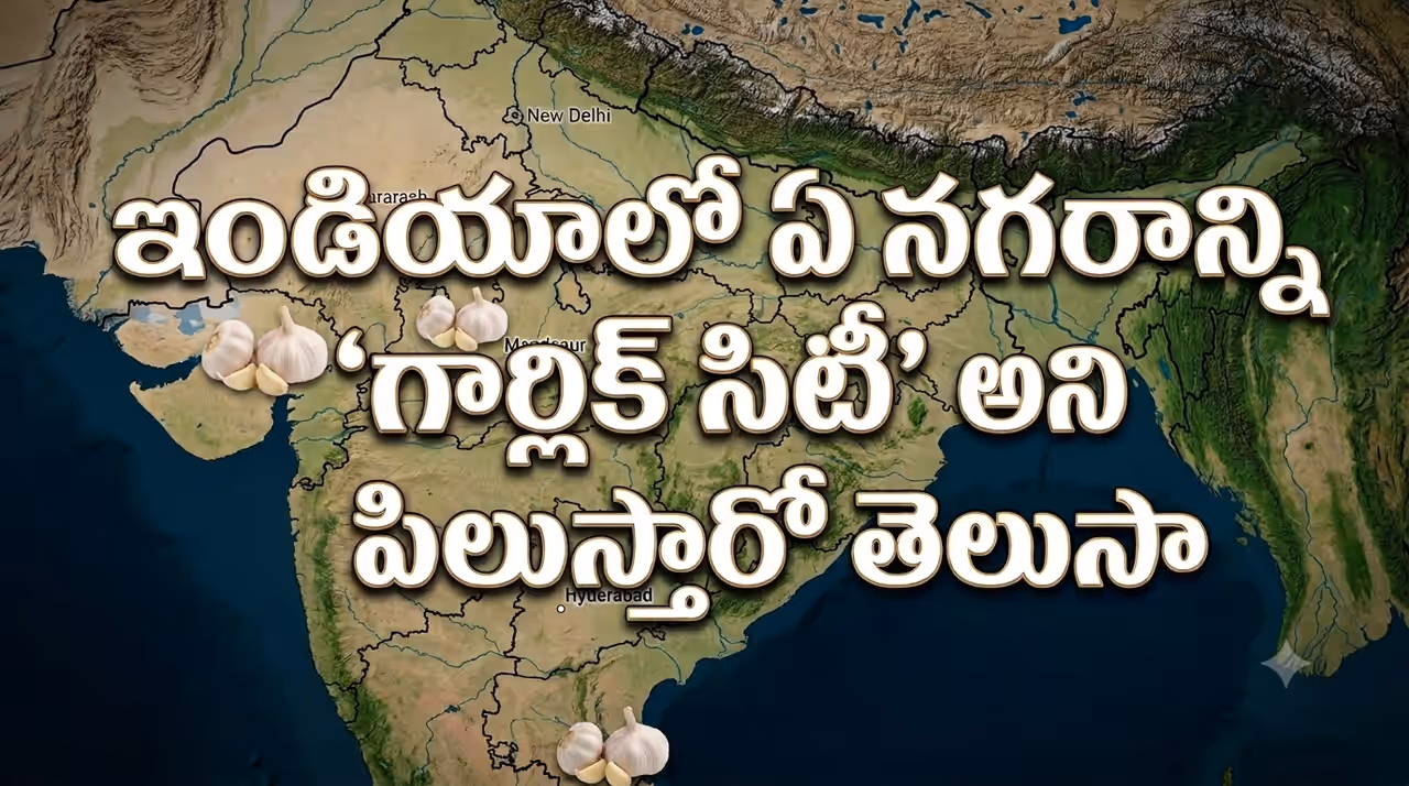 గార్లిక్ సిటీ గార్లిక్ సిటీ