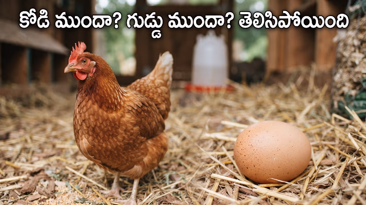 కోడి ముందా? గుడ్డు ముందా? కోడి ముందా? గుడ్డు ముందా?
