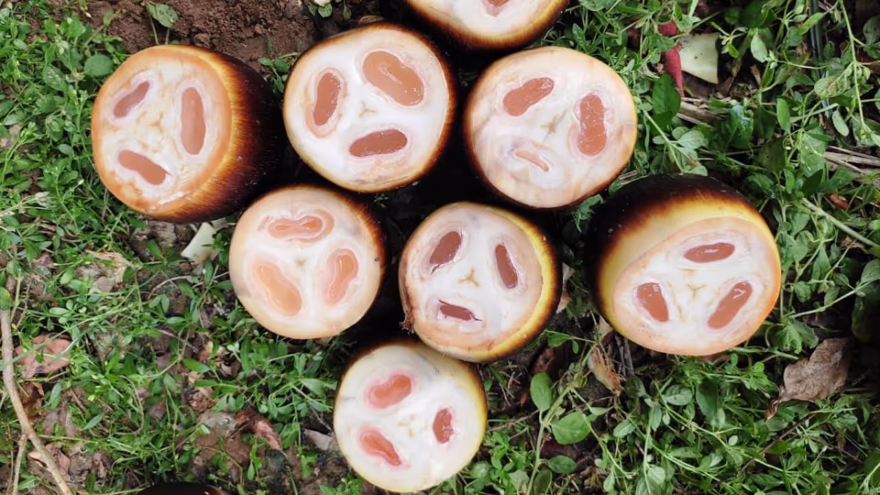 நுங்கு பாயாசம் நுங்கு பாயாசம்