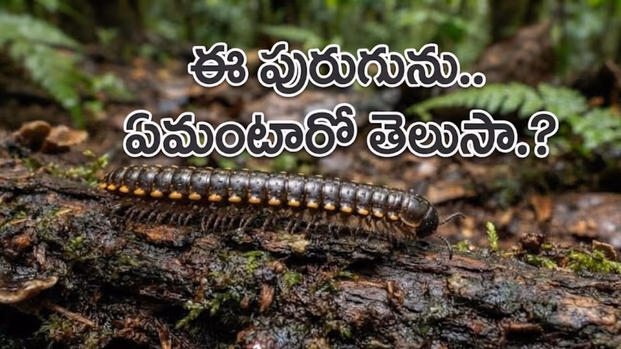 వెయ్యి కాళ్లు ఉండవు వెయ్యి కాళ్లు ఉండవు