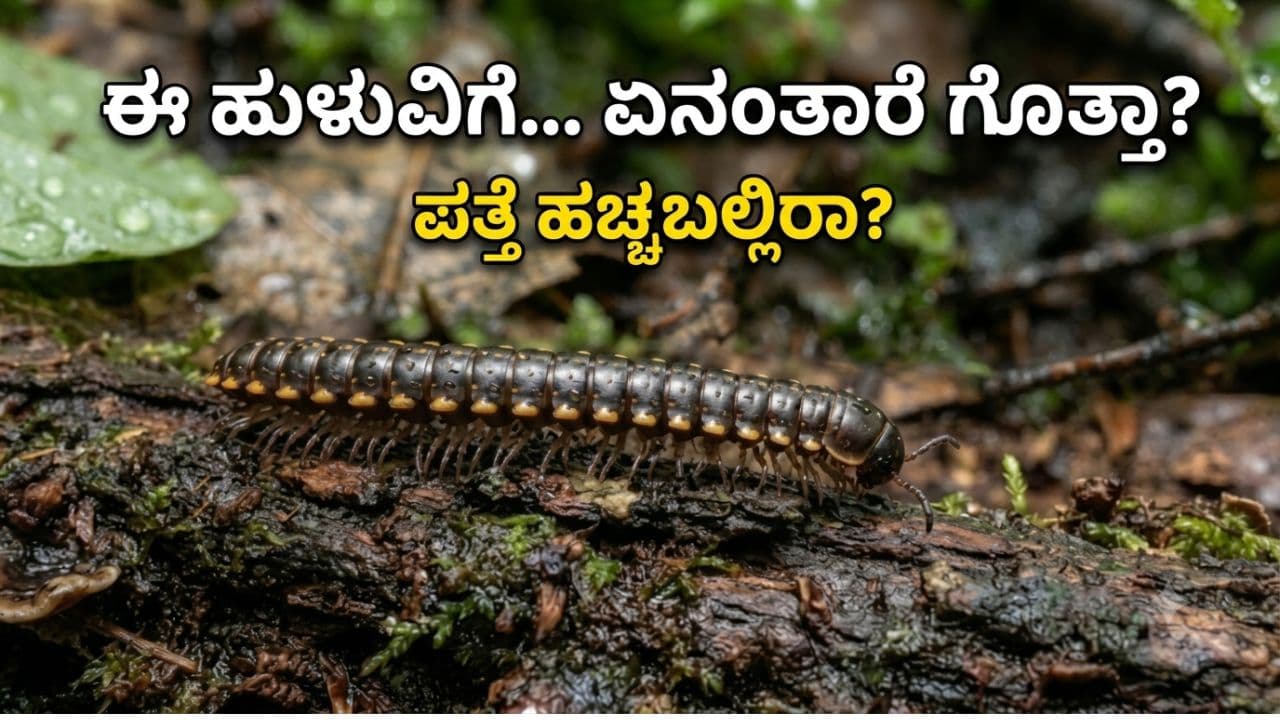 ನಿಜಕ್ಕೂ ಸಾವಿರ ಕಾಲು ಇರಲ್ಲ ನಿಜಕ್ಕೂ ಸಾವಿರ ಕಾಲು ಇರಲ್ಲ