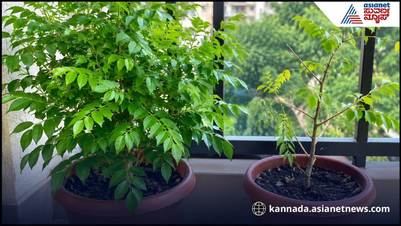 ಕರಿಬೇವಿನ ಆರೈಕೆ ಹೇಗೆ? ಕರಿಬೇವಿನ ಆರೈಕೆ ಹೇಗೆ?