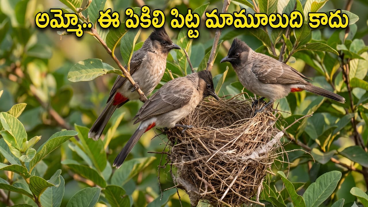 పికిలి పిట్టలు అంటే.. పికిలి పిట్టలు అంటే..
