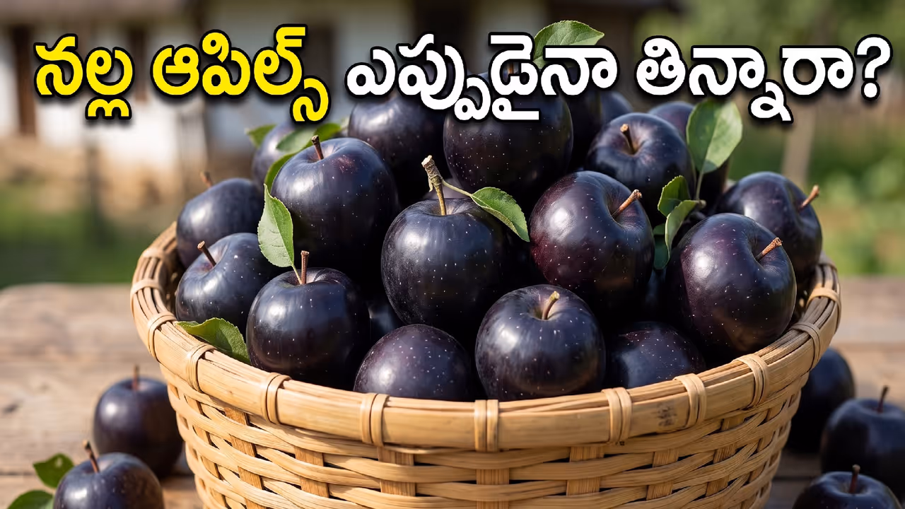 నల్ల ఆపిల్స్ పండే ప్రాంతం నల్ల ఆపిల్స్ పండే ప్రాంతం