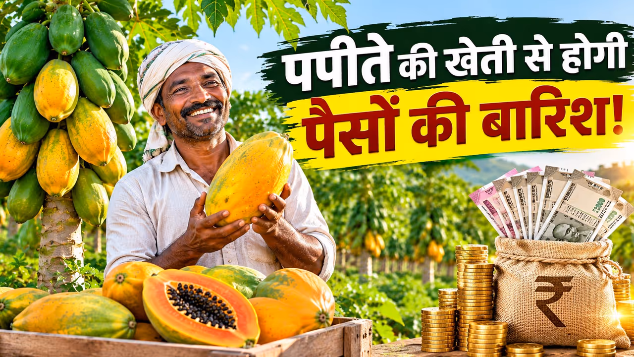पपीते की खेती क्यों है फायदेमंद? पपीते की खेती क्यों है फायदेमंद?