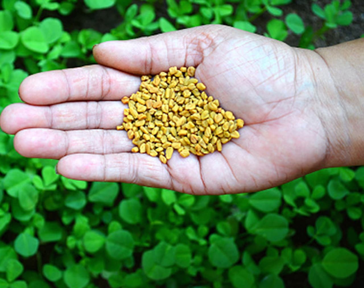 <p><strong>ಮೆಂತ್ಯ (ಮೆಥಿ ಬೀಜ): </strong>ಪಿಸಿಓಎಸ್ ಡಯಾಗ್ನಿಸಿಸ್ ಆದ ಮಹಿಳೆಯರಲ್ಲಿ, ಪ್ಯಾಂಕ್ರಿಯಾಸ್ ಇಂದ ಸ್ರವಿಸುವ ಇನ್ಸುಲಿನ್ ಅನ್ನು ಅಂಗಾಂಶಗಳು ಸಮರ್ಥವಾಗಿ ಬಳಸುವುದಿಲ್ಲ ಮತ್ತು ಇದು ಸ್ಥೂಲಕಾಯತೆ ಮತ್ತು ಹೆಚ್ಚುವರಿ ಟೆಸ್ಟೋಸ್ಟೆರಾನ್ ಉತ್ಪಾದನೆಗೆ ಕಾರಣವಾಗುತ್ತದೆ. ಮೆಂತ್ಯ ಎಲೆಗಳು ಅಥವಾ ಬೀಜಗಳನ್ನು ಸೇವಿಸುವುದರಿಂದ ಸಾಮಾನ್ಯ ಇನ್ಸುಲಿನ್ ಮಟ್ಟವನ್ನು ಕಾಪಾಡಿಕೊಳ್ಳಲು ಸಹಾಯ ಮಾಡುತ್ತದೆ. </p> <p><strong>ಮೆಂತ್ಯ (ಮೆಥಿ ಬೀಜ): </strong>ಪಿಸಿಓಎಸ್ ಡಯಾಗ್ನಿಸಿಸ್ ಆದ ಮಹಿಳೆಯರಲ್ಲಿ, ಪ್ಯಾಂಕ್ರಿಯಾಸ್ ಇಂದ ಸ್ರವಿಸುವ ಇನ್ಸುಲಿನ್ ಅನ್ನು ಅಂಗಾಂಶಗಳು ಸಮರ್ಥವಾಗಿ ಬಳಸುವುದಿಲ್ಲ ಮತ್ತು ಇದು ಸ್ಥೂಲಕಾಯತೆ ಮತ್ತು ಹೆಚ್ಚುವರಿ ಟೆಸ್ಟೋಸ್ಟೆರಾನ್ ಉತ್ಪಾದನೆಗೆ ಕಾರಣವಾಗುತ್ತದೆ. ಮೆಂತ್ಯ ಎಲೆಗಳು ಅಥವಾ ಬೀಜಗಳನ್ನು ಸೇವಿಸುವುದರಿಂದ ಸಾಮಾನ್ಯ ಇನ್ಸುಲಿನ್ ಮಟ್ಟವನ್ನು ಕಾಪಾಡಿಕೊಳ್ಳಲು ಸಹಾಯ ಮಾಡುತ್ತದೆ. </p>