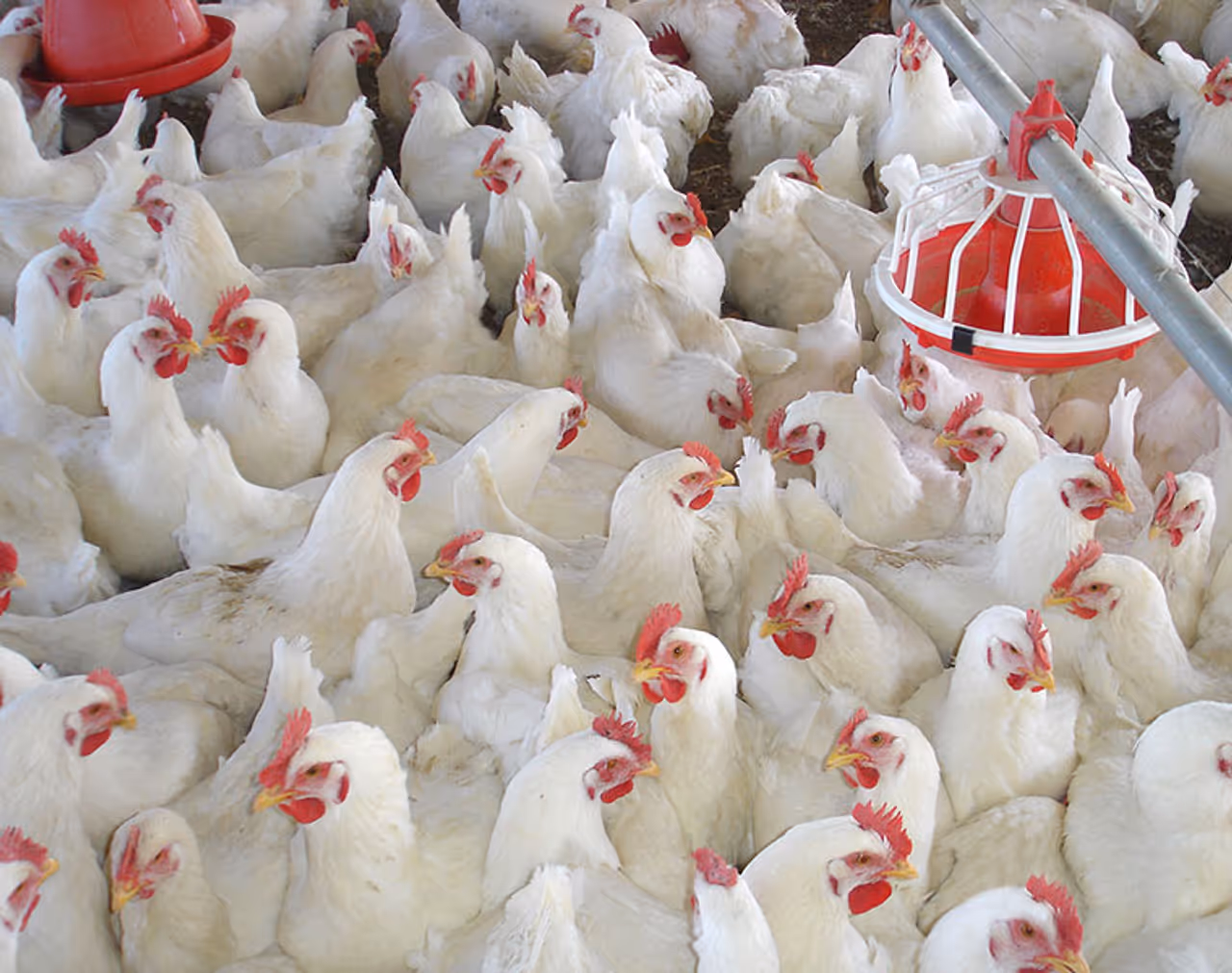 Broiler Chicken Broiler Chicken