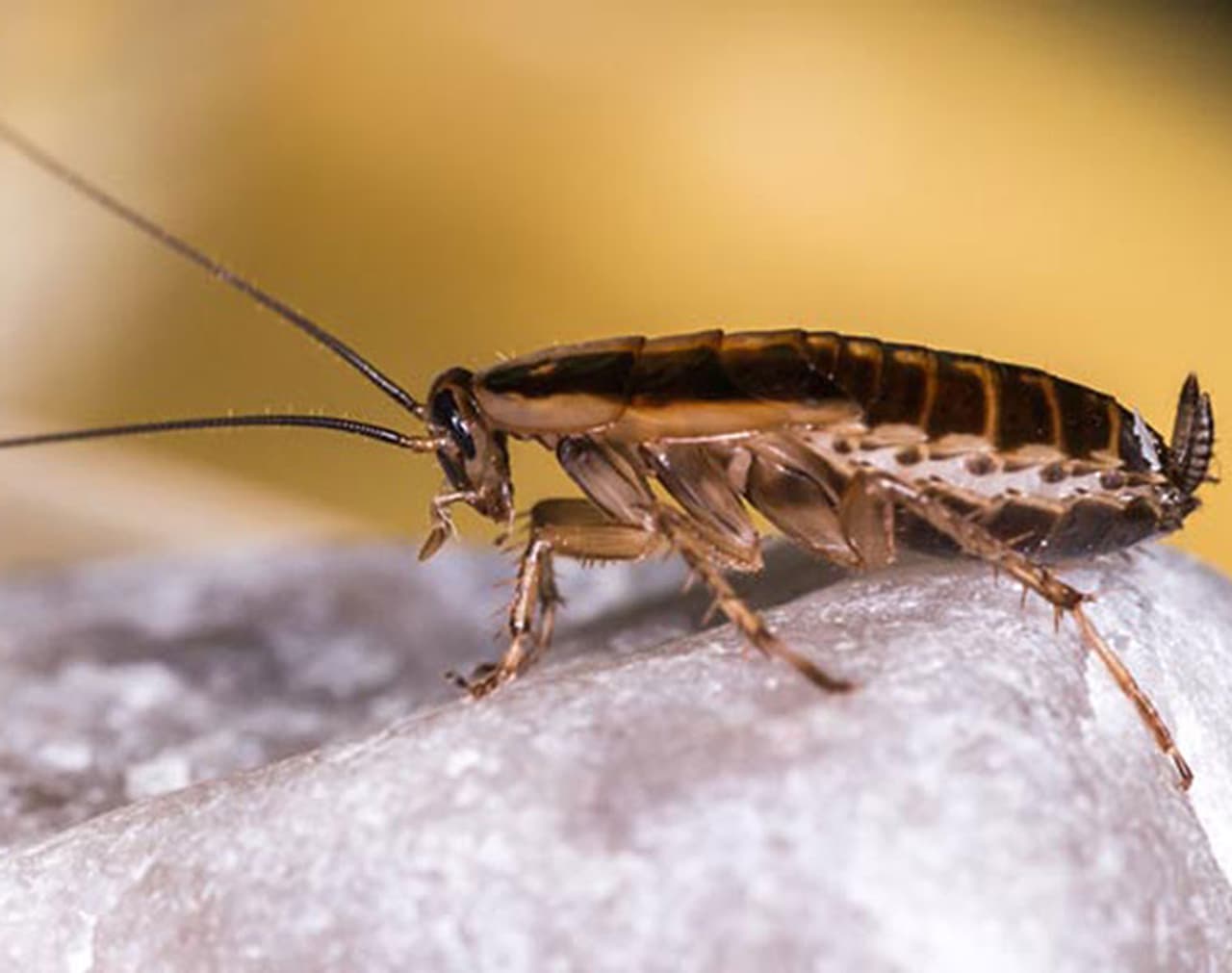 <p>ಒಳ್ಳೆಯದು, ಇದು ನಿಮ್ಮನ್ನು ವಿಲಕ್ಷಣಗೊಳಿಸಬಹುದು, ಆದರೆ ಅಡುಗೆಮನೆಯನ್ನು ಪ್ರತಿದಿನ ನೀರಿನಿಂದ ಸ್ವಚ್ಛಗೊಳಿಸಿದ ಅಥವಾ ಒರೆಸಿದ ನಂತರವೂ, ಈ ಜಿರಳೆಗಳು ಸಿಂಕ್, ಚರಂಡಿಗಳು ಮತ್ತು ಕ್ಯಾಬಿನೆಟ್ಗಳ ಮೂಲೆಗಳಲ್ಲಿ ಅಥವಾ ಚಪ್ಪಡಿಗಳ ಕೆಳಗೆ ಸಂತಾನೋತ್ಪತ್ತಿ ಮಾಡಬಹುದು, ಆದರೆ ಸರಿಯಾದ ವಸ್ತುಗಳನ್ನು ನೀವು ಬಳಕೆ ಮಾಡಿದರೆ ಎಲ್ಲಾ ಹೂಲ ಹುಪ್ಪಟೆ, ಜಿರಳೆಯನ್ನು ದೂರ ಓಡಿಸಬಹುದು...</p> <p>ಒಳ್ಳೆಯದು, ಇದು ನಿಮ್ಮನ್ನು ವಿಲಕ್ಷಣಗೊಳಿಸಬಹುದು, ಆದರೆ ಅಡುಗೆಮನೆಯನ್ನು ಪ್ರತಿದಿನ ನೀರಿನಿಂದ ಸ್ವಚ್ಛಗೊಳಿಸಿದ ಅಥವಾ ಒರೆಸಿದ ನಂತರವೂ, ಈ ಜಿರಳೆಗಳು ಸಿಂಕ್, ಚರಂಡಿಗಳು ಮತ್ತು ಕ್ಯಾಬಿನೆಟ್ಗಳ ಮೂಲೆಗಳಲ್ಲಿ ಅಥವಾ ಚಪ್ಪಡಿಗಳ ಕೆಳಗೆ ಸಂತಾನೋತ್ಪತ್ತಿ ಮಾಡಬಹುದು, ಆದರೆ ಸರಿಯಾದ ವಸ್ತುಗಳನ್ನು ನೀವು ಬಳಕೆ ಮಾಡಿದರೆ ಎಲ್ಲಾ ಹೂಲ ಹುಪ್ಪಟೆ, ಜಿರಳೆಯನ್ನು ದೂರ ಓಡಿಸಬಹುದು...</p>