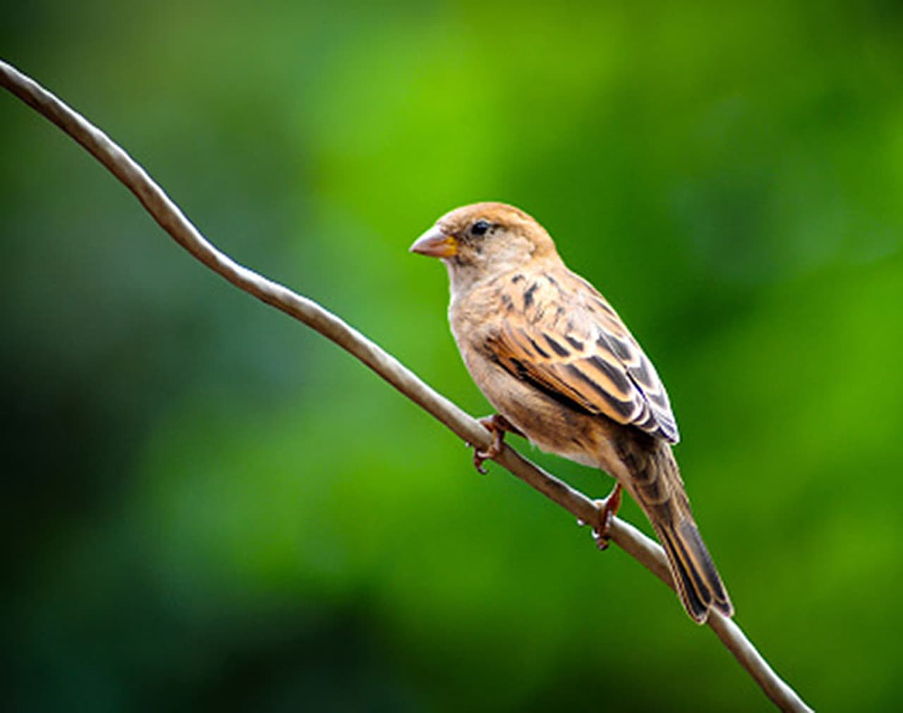 <p><strong>ಗುಬ್ಬಚ್ಚಿಯ ಗೂಡು ಸಮೃದ್ಧಿ ಮತ್ತು ಅದೃಷ್ಟವನ್ನು ನೀಡುತ್ತದೆ</strong><br />ವಾಸ್ತು ಶಾಸ್ತ್ರದ ಪ್ರಕಾರ, ಗುಬ್ಬಚ್ಚಿ ಮನೆಯಲ್ಲಿ ಗೂಡು ಕಟ್ಟಿದರೆ ಅದು ತುಂಬಾ ಶುಭವೆಂದು ಪರಿಗಣಿಸಲ್ಪಟ್ಟು, ಮನೆಗೆ ಸುಖ ಮತ್ತು ಸಮೃದ್ಧಿ ತರುವ ಕಾರಣ ಗುಬ್ಬಚ್ಚಿಗಳ ಗೂಡನ್ನು ತೆಗೆಯರೆಯಬಾರದು. </p> <p><strong>ಗುಬ್ಬಚ್ಚಿಯ ಗೂಡು ಸಮೃದ್ಧಿ ಮತ್ತು ಅದೃಷ್ಟವನ್ನು ನೀಡುತ್ತದೆ</strong><br />ವಾಸ್ತು ಶಾಸ್ತ್ರದ ಪ್ರಕಾರ, ಗುಬ್ಬಚ್ಚಿ ಮನೆಯಲ್ಲಿ ಗೂಡು ಕಟ್ಟಿದರೆ ಅದು ತುಂಬಾ ಶುಭವೆಂದು ಪರಿಗಣಿಸಲ್ಪಟ್ಟು, ಮನೆಗೆ ಸುಖ ಮತ್ತು ಸಮೃದ್ಧಿ ತರುವ ಕಾರಣ ಗುಬ್ಬಚ್ಚಿಗಳ ಗೂಡನ್ನು ತೆಗೆಯರೆಯಬಾರದು. </p>