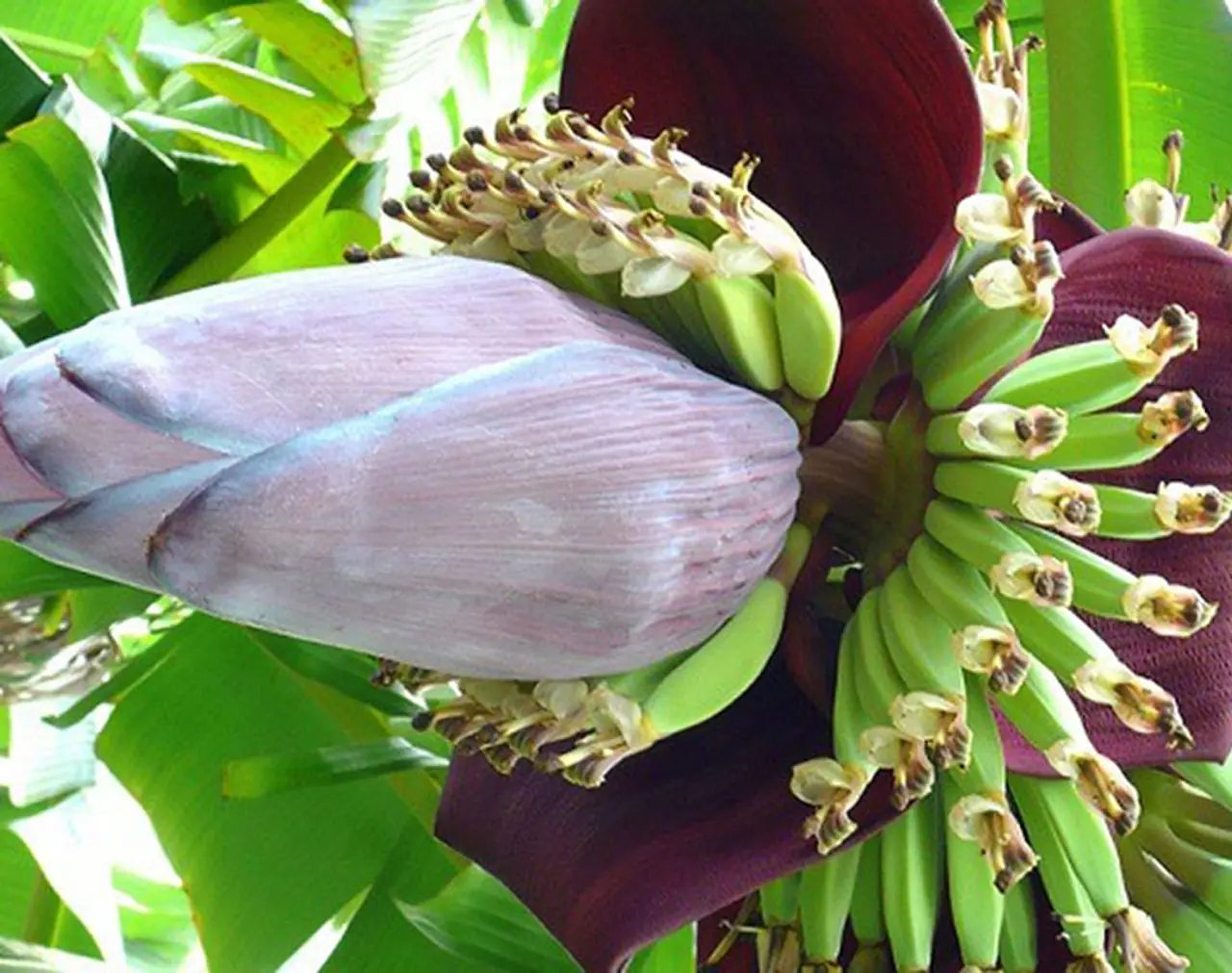 <p>The banana tree carries with it many benefits, one of the lesser known ones being the banana flower.</p> <p>The banana tree carries with it many benefits, one of the lesser known ones being the banana flower.</p>