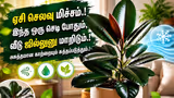 Recommended image1