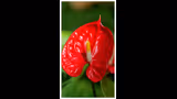 Recommended image2
